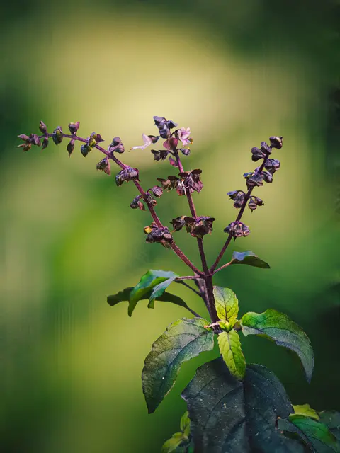 Tulsi Distribution
